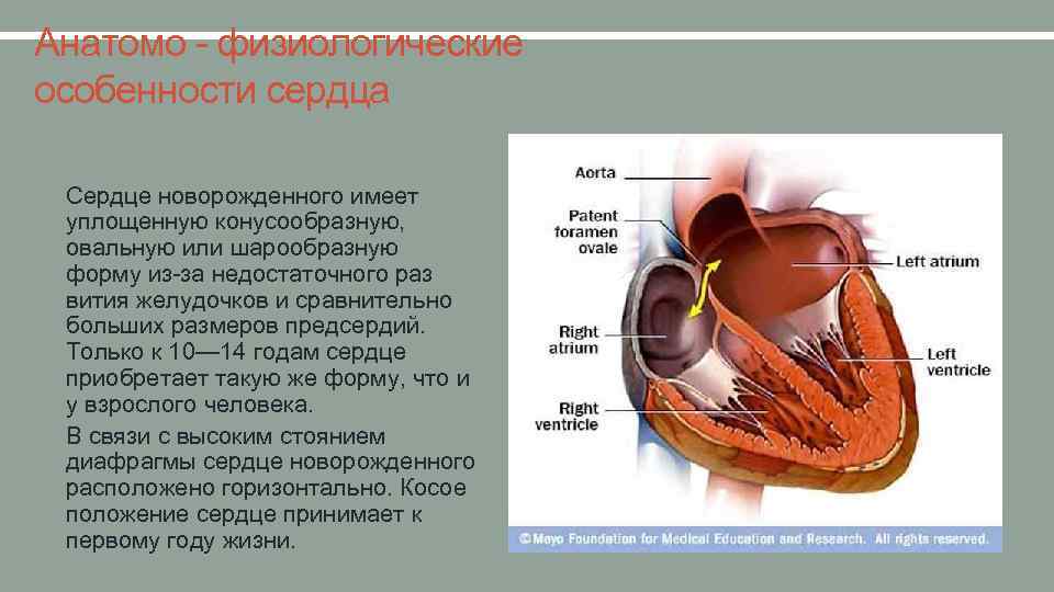 Анатомо - физиологические особенности сердца • Сердце новорожденного имеет уплощенную конусообразную, овальную или шарообразную