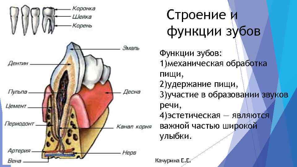 Строение и функции зубов Функции зубов: 1)механическая обработка пищи, 2)удержание пищи, 3)участие в образовании