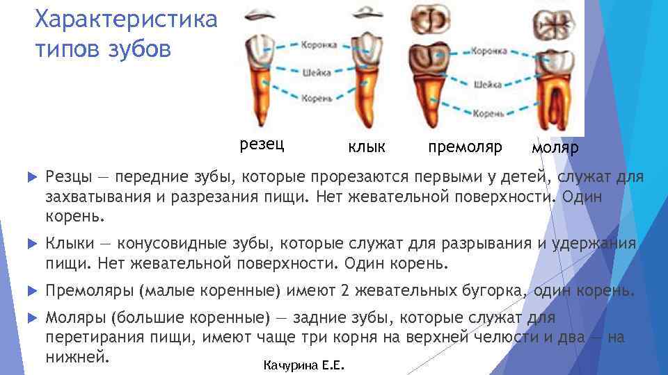 Характеристика типов зубов резец клык премоляр Резцы — передние зубы, которые прорезаются первыми у