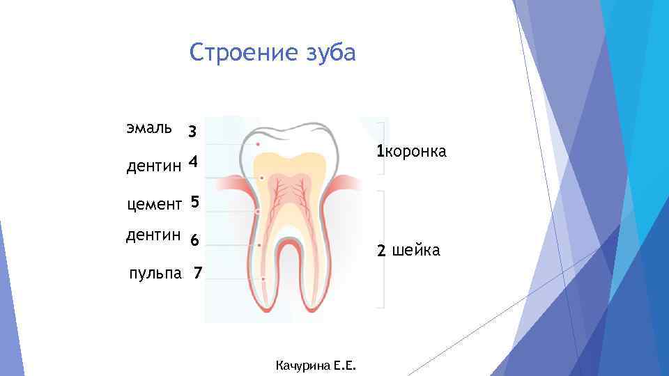 Строение зуба эмаль 3 коронка дентин 4 цемент 5 дентин 6 2 шейка пульпа