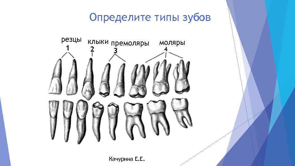 Определите типы зубов резцы клыки премоляры 1 2 3 Качурина Е. Е. моляры 4