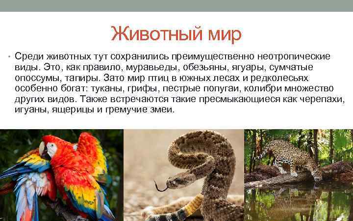 Животный мир • Среди животных тут сохранились преимущественно неотропические виды. Это, как правило, муравьеды,