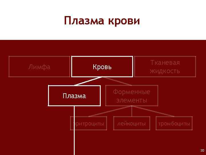 Плазма крови Лимфа Тканевая жидкость Кровь Плазма эритроциты Форменные элементы лейкоциты тромбоциты 20 