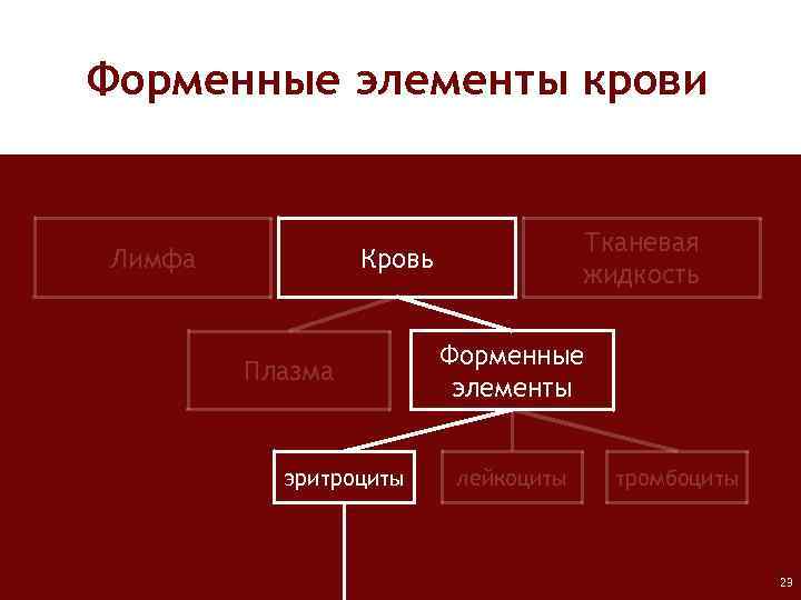 Форменные элементы крови Лимфа Тканевая жидкость Кровь Плазма эритроциты Форменные элементы лейкоциты тромбоциты 23