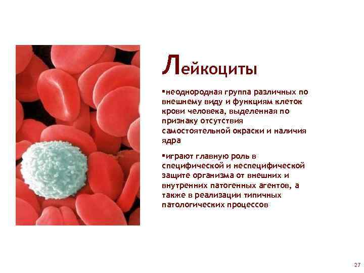 Лейкоциты §неоднородная группа различных по внешнему виду и функциям клеток крови человека, выделенная по