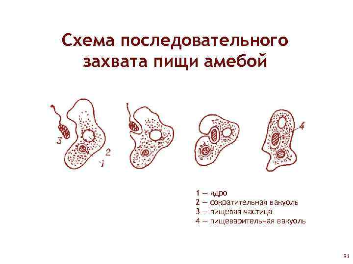 Схема последовательного захвата пищи амебой 1 2 3 4 — — ядро сократительная вакуоль