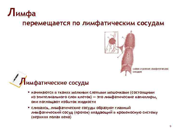 Лимфа перемещается по лимфатическим сосудам схема строения лимфатических сосудов Лимфатические сосуды § начинаются в