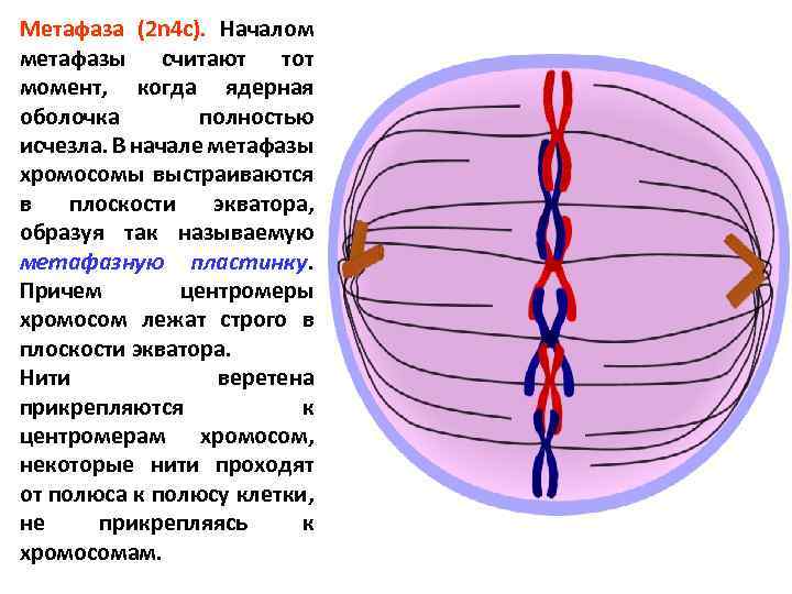 Метафаза (2 n 4 c). Началом метафазы считают тот момент, когда ядерная оболочка полностью