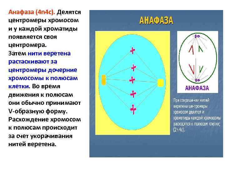 Анафаза набор хромосом