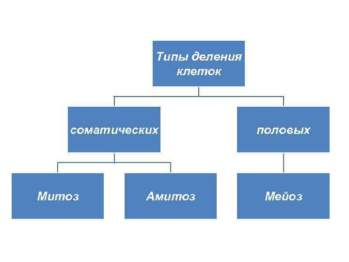 Типы деления клеток соматических Митоз Амитоз половых Мейоз 