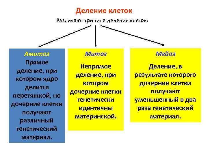 Деление клеток Различают три типа деления клеток: Амитоз Прямое деление, при котором ядро делится