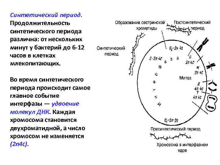 Синтетический период. Продолжительность синтетического периода различна: от нескольких минут у бактерий до 6 -12