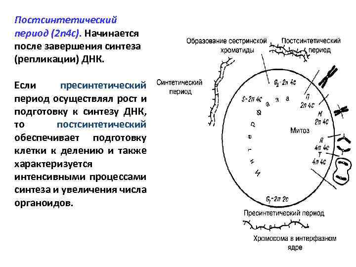 Какой цифрой на рисунке отмечен постсинтетический период жизненного цикла клетки