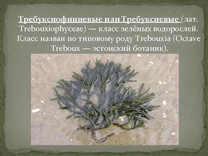 Требуксиофициевые или Требуксиевые (лат. Trebouxiophyceae) — класс зелёных водорослей. Класс назван по типовому роду