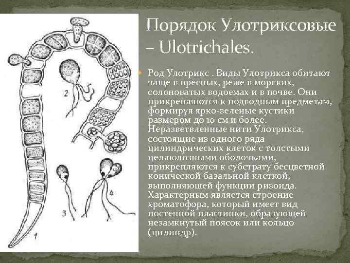 Порядок Улотриксовые – Ulotrichales. Род Улотрикс. Виды Улотрикса обитают чаще в пресных, реже в