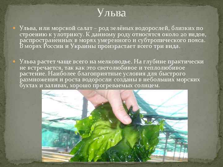 Ульва Ульва, или морской салат – род зелёных водорослей, близких по строению к улотриксу.