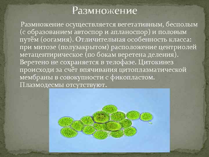 Размножение осуществляется вегетативным, бесполым (с образованием автоспор и апланоспор) и половым путём (оогамия). Отличительная