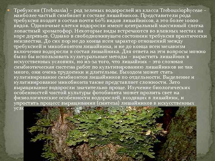  Требуксия (Trebouxia) – род зеленых водорослей из класса Trebouxiophyceae – наиболее частый симбионт