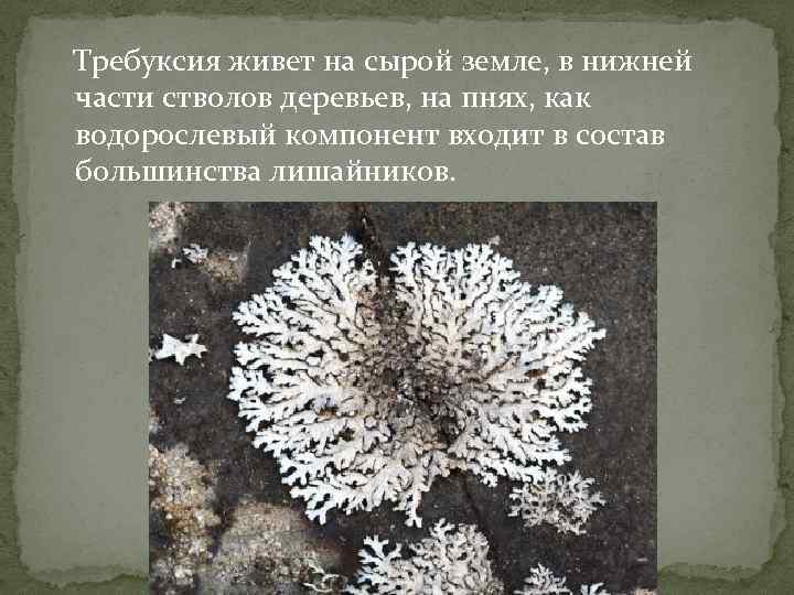 Требуксия живет на сырой земле, в нижней части стволов деревьев, на пнях, как водорослевый