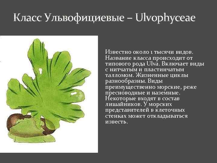 Класс Ульвофициевые – Ulvophyceae Известно около 1 тысячи видов. Название класса происходит от типового