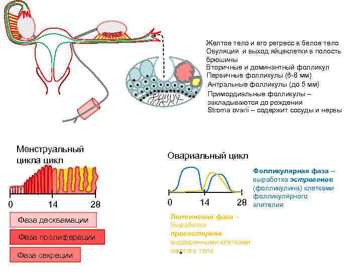 Женская матка строение фото