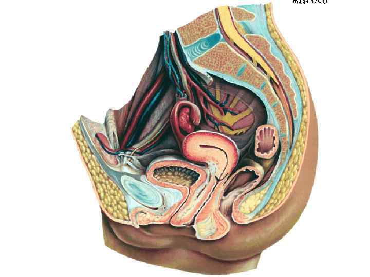 Женская половая система матка. Строение матки. Внутреннее строение матки анатомия. Матка женщины анатомия фото.