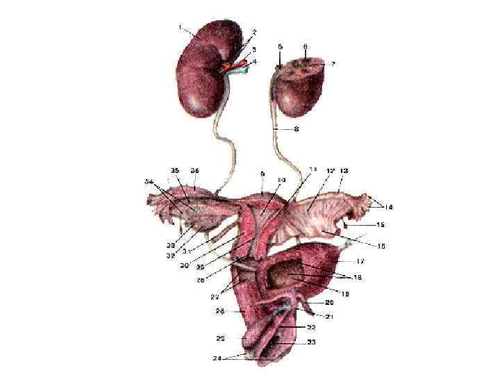 Недоразвитая матка у мужчин. Мочеполовая система женщины мочеточники. Строение мочеполовой системы анатомия. Схема мочеполовой системы у женщин. Мочевая и половая система строение.