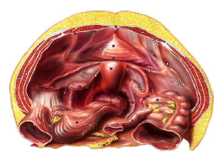 Женские половые органы яичник. Строение матки. Женская половая система. Расположение яичников у женщин анатомия.