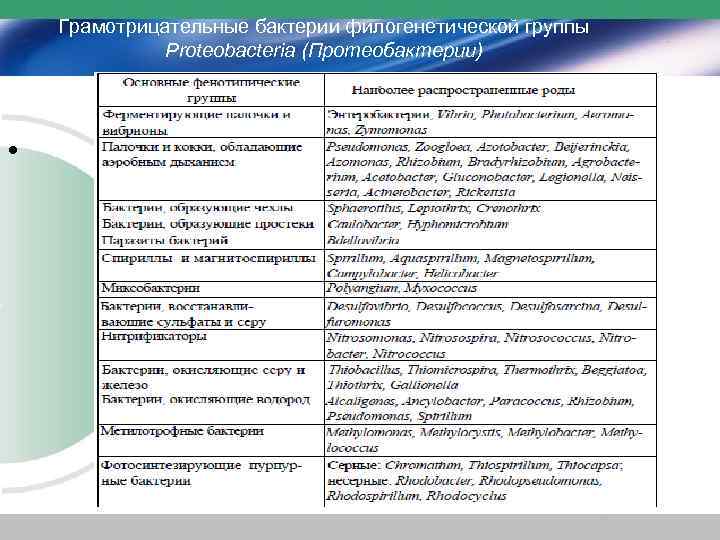 Грамотрицательные бактерии филогенетической группы Proteobacteria (Протеобактерии) • 