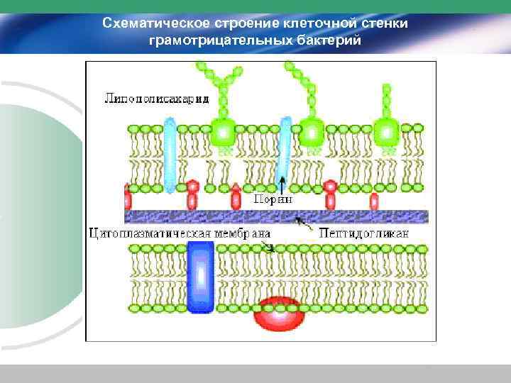 Строение клеточной стенки. Состав клеточной стенки грамотрицательных бактерий. Клеточная стенка гр+ и гр- бактерий. Строение оболочки грамотрицательных бактерий. Мембрана грамположительных бактерий.