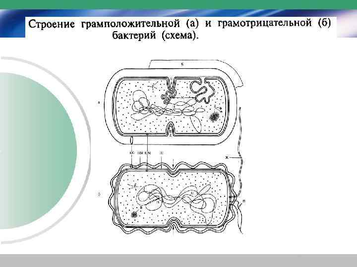 Особенности внешнего строения бактерий