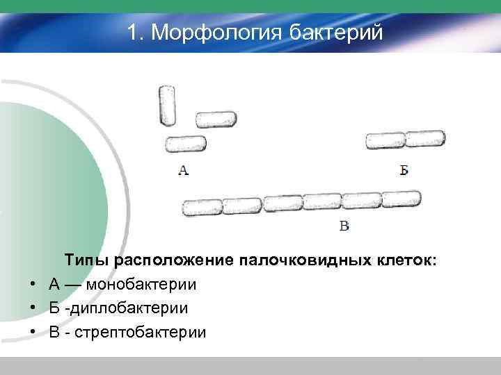 Расположите типы. Расположение бактерий. Расположение палочковидных бактерий. Палочковидные бактерии монобактерии. Строение палочковидной бактерии.