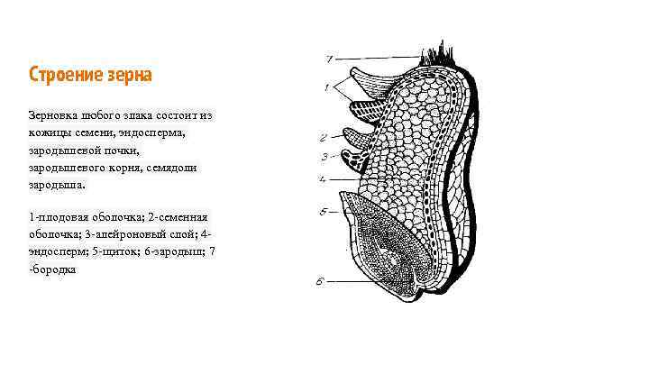 Строение зерна пшеницы рисунок