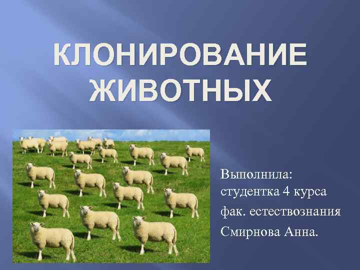 Презентация по теме клонирование животных