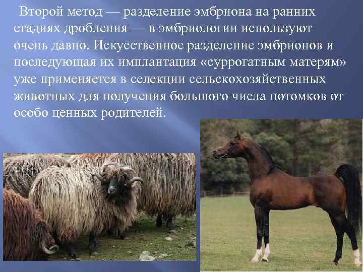 Второй метод — разделение эмбриона на ранних стадиях дробления — в эмбриологии используют очень