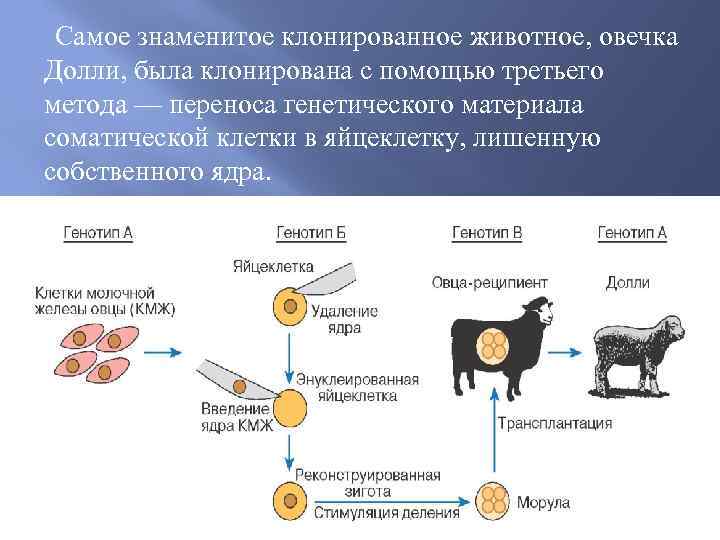 Проект клонирование животных