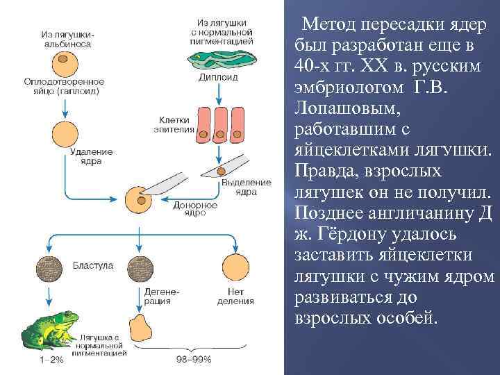 Генетически идентичными организмами. Методы трансплантации ядер. Метод пересадки ядер соматических клеток. Метод пересадки ядер соматических клеток в яйцеклетки. Методы трансплантации ядер клонирование.