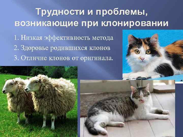 Клонирование животных презентация