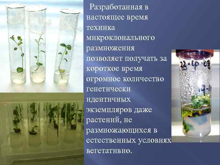 Этапы микроклонального размножения. Технология клонального микроразмножения растений. Этапы микроклонального размножения растений. Микроклональное клонирование. Клональное размножение растений in vitro.