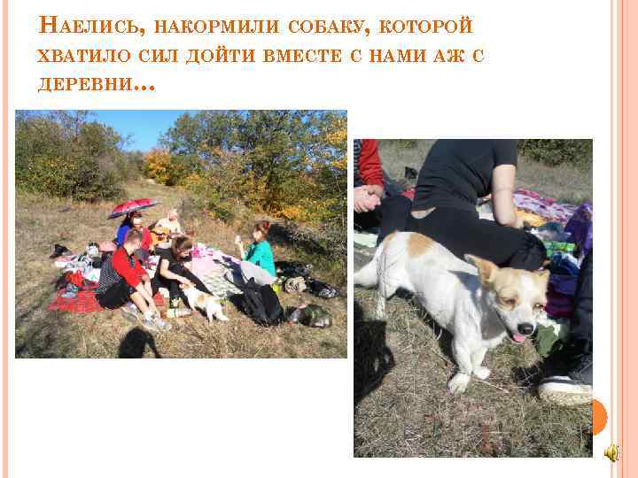 НАЕЛИСЬ, НАКОРМИЛИ СОБАКУ, КОТОРОЙ ХВАТИЛО СИЛ ДОЙТИ ВМЕСТЕ С НАМИ АЖ С ДЕРЕВНИ… 