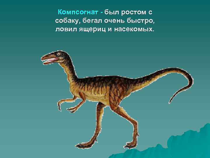 Компсогнат - был ростом с собаку, бегал очень быстро, ловил ящериц и насекомых. 