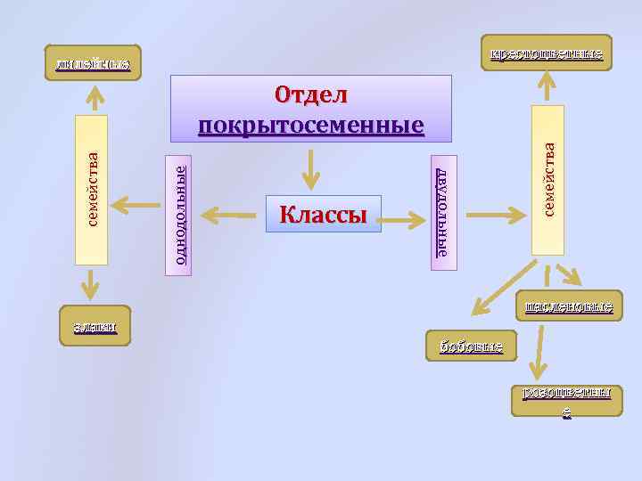 крестоцветные лилейные семейства однодольные Классы двудольные семейства Отдел покрытосеменные пасленовые злаки бобовые розоцветны е