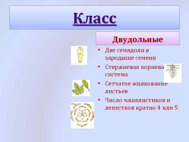 Класс Двудольные • Две семядоли в зародыше семени • Стержневая корневая система • Сетчатое