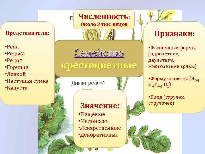 Численность: Около 3 тыс. видов Признаки: Представители: • Репа • Редька • Редис •
