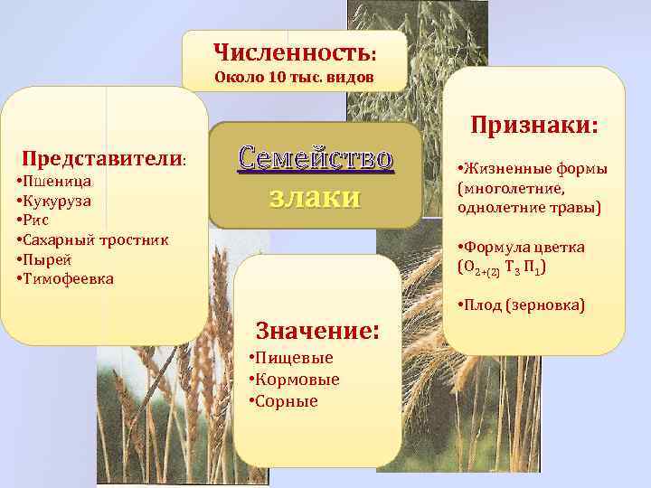 Численность: Около 10 тыс. видов Представители: • Пшеница • Кукуруза • Рис • Сахарный