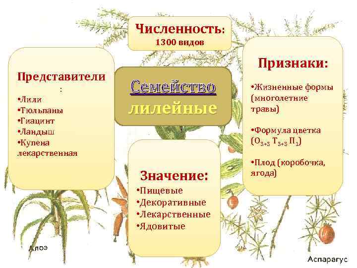 Численность: 1300 видов Представители : • Лили • Тюльпаны • Гиацинт • Ландыш •