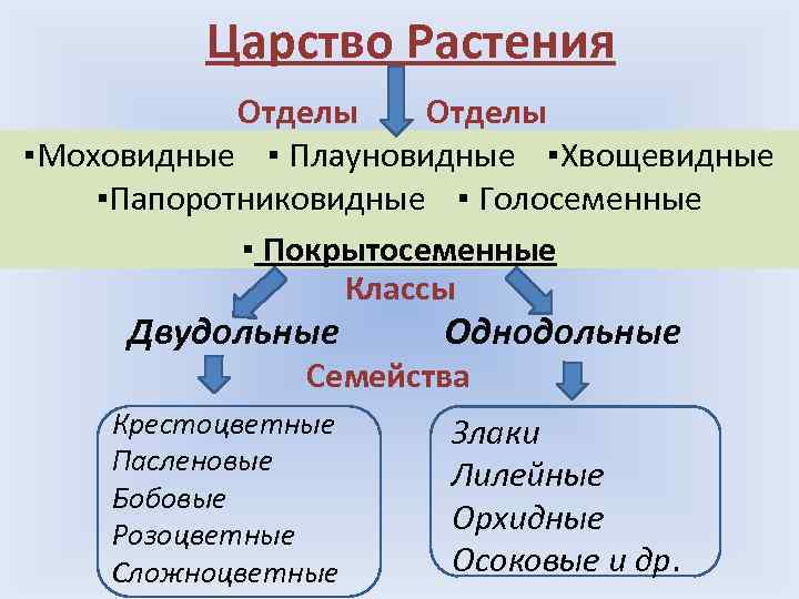 Царство Растения Отделы ▪Моховидные ▪ Плауновидные ▪Хвощевидные ▪Папоротниковидные ▪ Голосеменные ▪ Покрытосеменные Классы Двудольные