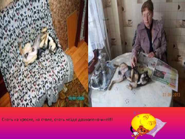 Спать на кресле, на столе, спать везде дозволено мне!!! 