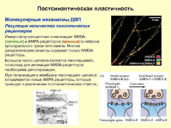Постсинаптическая пластичность Молекулярные механизмы ДВП Регуляция количества синаптических рецепторов Иммунофлуоресцентная локализация NMDA(зеленые) и AMPA-рецепторов