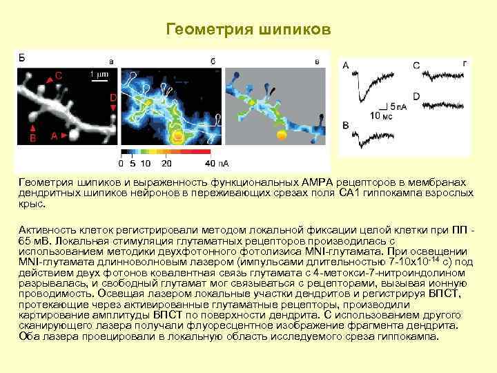 Геометрия шипиков и выраженность функциональных АМРА рецепторов в мембранах дендритных шипиков нейронов в переживающих